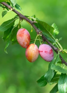 Plum (Prunus domestica 'Wohlriechender Spilling'), Tübingen Botanical Garden, Germany