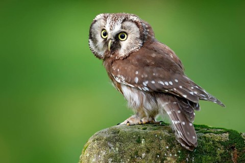 Boreal owl, Aegolius funereus, sitting on larch stone with clear green forest background. Forest