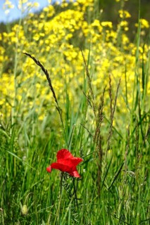 Poppy flower in front of rape field, May, Germany