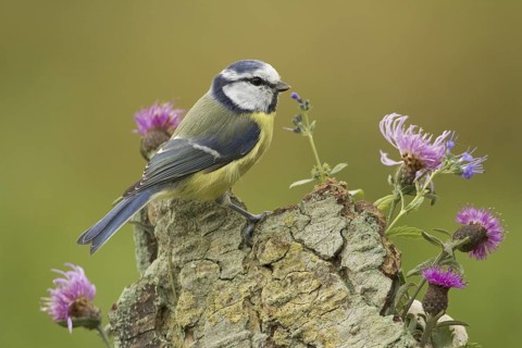 Eurasian Blue Tit (Cyanistes caeruleus), Rhineland-Palatinate, Germany
