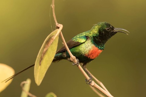 Beautiful Sunbird (Cinnyris pulchellus) male, Gambia