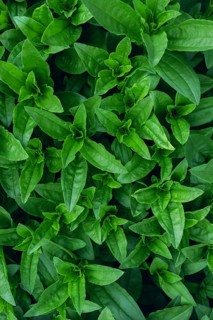 Vibrant and fresh Wild privet leaves densely cover the frame, showcasing a texture of glowing green