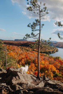 A dog stands on a rocky ledge overlooking a breathtaking autumn landscape in Quebec, Canada, with
