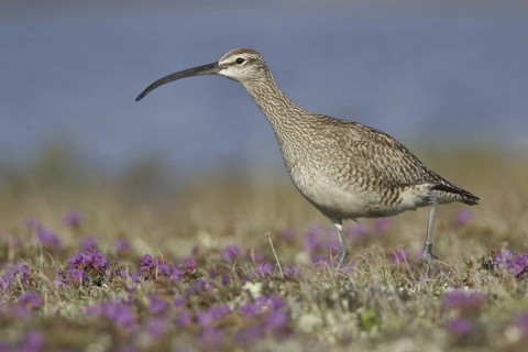 Whimbrel (Numenius phaeopus), Manitoba, Canada