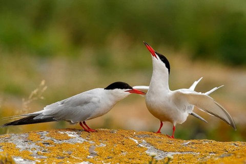 Common Tern (Sterna hirundo) pair, Farne Islands, United Kingdom