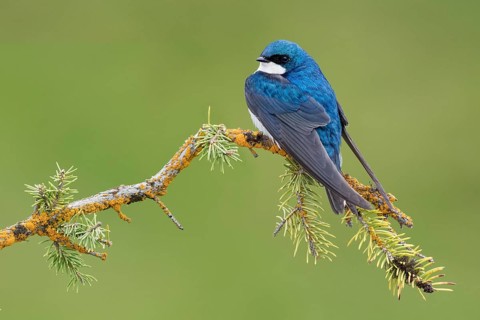 Tree Swallow (Tachycineta bicolor) perched on a conifer branch, British Columbia, Canada