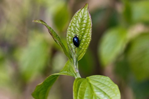 Agelastica alni (Agelastica alni), on leaf, North Rhine-Westphalia, Germany