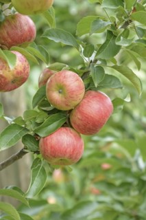 Columnar apple (Malus domestica 'Sonate'), Bundessortenamt Prüfstelle Wurzen, Wurzen, Saxony,