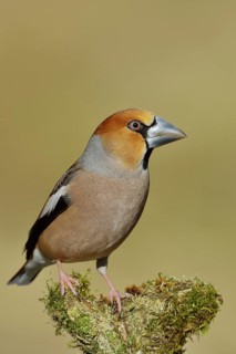 Hawfinch (Coccothraustes coccothraustes), male with pearly bill, sitting on a branch overgrown with
