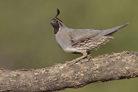 Gambel's Quail (Callipepla gambelii) perched on a branch in southern Arizona, USA