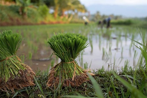 Vibrant green rice seedlings are tied in bundles, set against the backdrop of a lush Indonesian