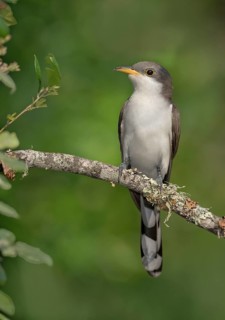 Yellow-billed Cuckoo (Coccyzus americanus) perched on a branch, Texas, USA