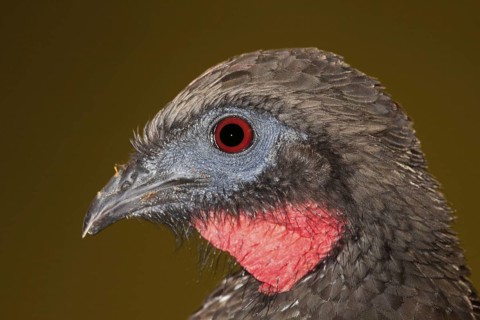 Crested Guan Penelope purpurascens Las Cruces OTS Station, San Vito, Costa Rica 3 November Adult