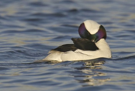 Bufflehead (Bucephala albeola) male, California, USA