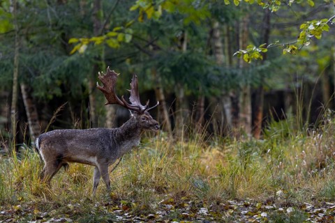 A fallow deer (Dama dama) in autumnal ambience, rut, mating season, deer rut, autumn, October,