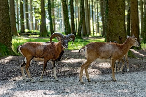 European mouflon (Ovis gmelini musimon), mouflon deer, rutting, male and female walking behind each