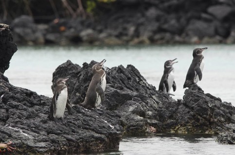 Galapagos Penguin (Spheniscus mendiculus), Galapagos, Ecuador