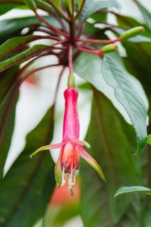 A detailed close-up of a vibrant Fuchsia magellanica flower with striking red and pink hues set