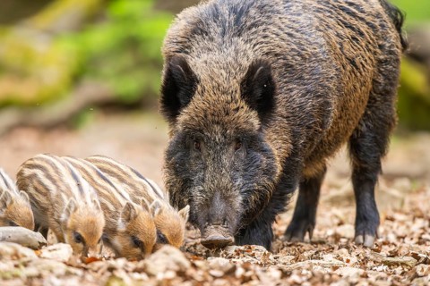 Wild boar (Sus scrofa) mother with her piglets (Squeaker) in a forest, Bavaria, Germany