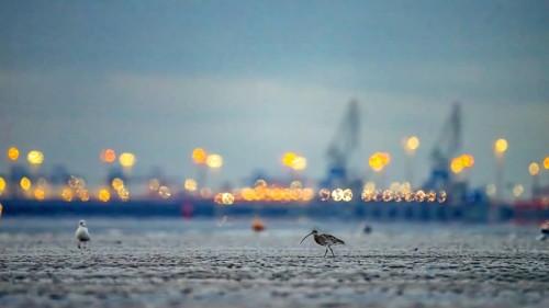 A Eurasian curlew (Numenius arquata) looking for food in the mudflats at low tide in front of the