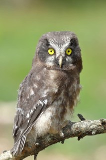 Great horned owl (Aegolius funereus), young bird sitting on a branch, Rothaargebirge, Rothaarsteig,