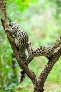 Common genet (Genetta genetta), climbing on a tree wildlife in a forest, Montseny National Park,