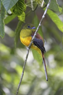 Orange-breasted Trogon (Harpactes oreskios), Malaysia
