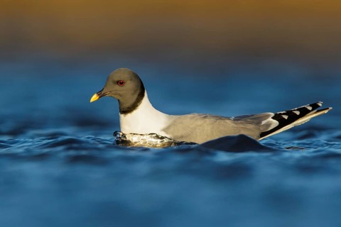 Sabine's Gull (Xema sabini) feeding along a river in Nome, Alaska