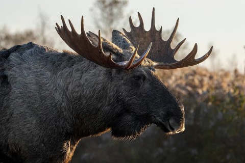 Portrait of a bull moose (Alces alces), October, Denmark