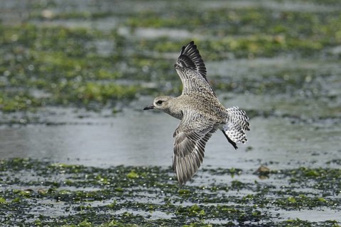Grey Plover (Pluvialis squatarola) flying, Malindi, Kenya