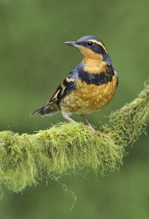Varied Thrush (Ixoreus naevius), British Columbia, Canada