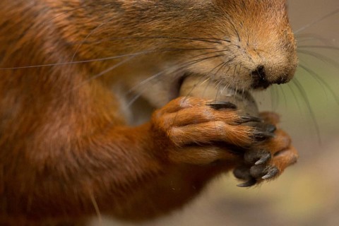 Eurasian Red Squirrel (Sciurus vulgaris) nibbling on hazelnut, Netherlands