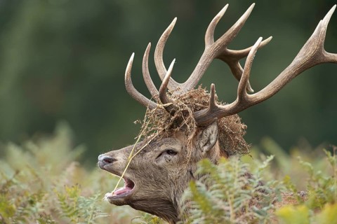 Red deer (Cervus elaphus) adult male stag animal roaring during the rut in autumn, England, United
