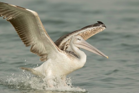 Pink-backed Pelican (Pelecanus rufescens) juvenile landing, Gambia