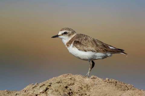 Kentish Plover (Charadrius alexandrinus), Greece