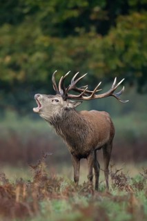 Red deer (Cervus elaphus) adult male stag bellowing during the rutting season in autumn, England,