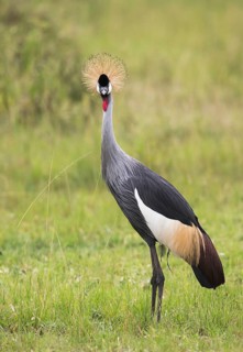 Grey Crowned Crane (Balearica regulorum), Uganda