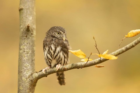 Eurasian Pygmy Owl (Glaucidium passerinum) captive, Baden-Wuerttemberg, Germany