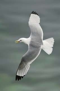 Black-legged Kittiwake (Rissa tridactyla) flying, Alaska, USA