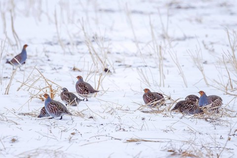 Covey of grey partridges, English partridges, huns (Perdix perdix), partridge group foraging on