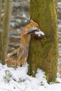 Red fox (Vulpes vulpes), standing on hind legs against a mossy tree trunk in snowy forest, creating