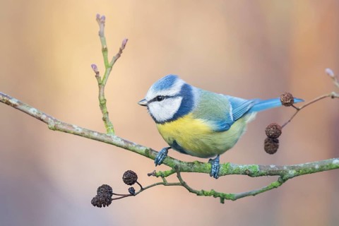 Eurasian Blue Tit (Cyanistes caeruleus) perched on a branch, Lower Saxony, Germany