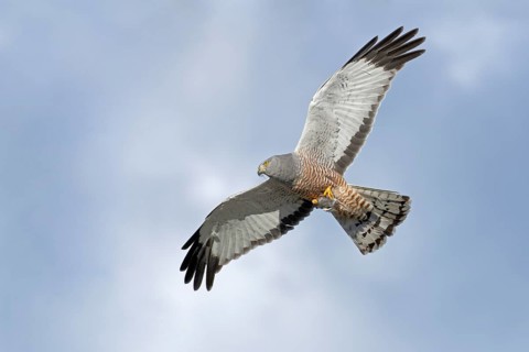Grauweihe, lat. Circus cinereus, Männchen im Flug am Wolkenhimmel mit Beute