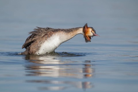 Great crested grebe (Podiceps cristatus) adult bird stretching on a lake, England, United Kingdom