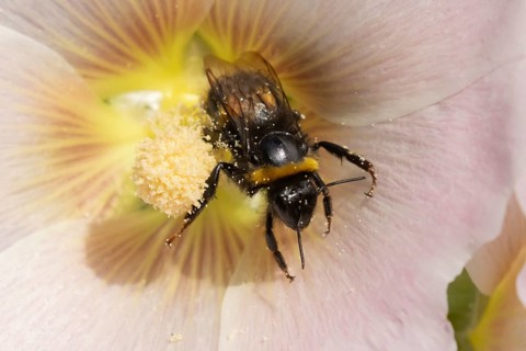 Buff tailed bumblebee (Bombus terrestris) adult bee insect feeding on a garden Hollyhock flower in