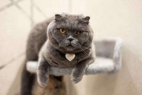 A serene Scottish Fold cat with a distinctive grey coat and compelling yellow eyes, comfortably
