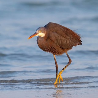 Heron, (Egretta gularis), heron, animals, birds, biotope, habitat, foraging Salalah, Raysut,