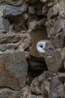 One barn owl (Tyto alba) sitting in a hole in a wall of a ruin of a monastery