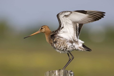 Black-tailed Godwit (Limosa limosa), Texel, Netherlands