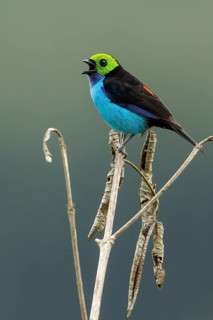 Paradise Tanager (Tangara chilensis) perched on a branch in Manu National Park, Peru